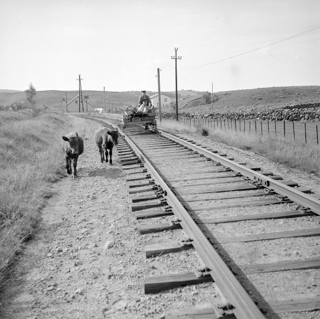 Schwarz-weiß-Foto von zwei Kühen, die auf den Schienen gehen, mit einer Person auf einem Fahrzeug im Vordergrund, Gras und einem Zaun auf beiden Seiten der Schienen und Häusern, Bäumen und Pfählen im Hintergrund unter dem Himmel.