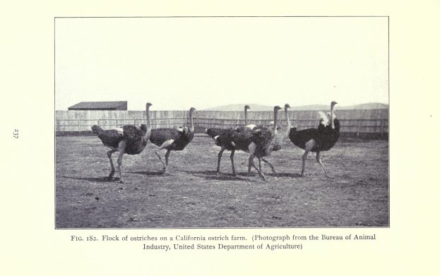 Eine Schar von Straußen auf einer Kalifornischen Straußenfarm mit einem Zaun, Haus und Himmel im Hintergrund und Text unten.