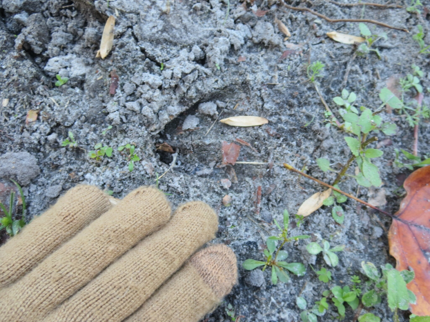 Handschuhpaar auf dem Boden mit kleinen Pflanzen, trockenen Blättern und Zweigen.