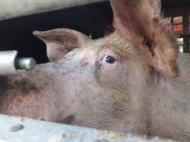 Ein Schwein schaut aus dem Fenster eines Lastwagens mit einem metallischen Gegenstand im Vordergrund und Bäumen im Hintergrund, das ängstlich erscheint.
