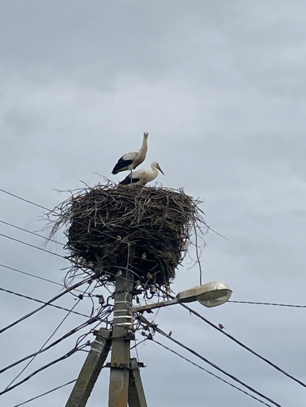 Zwei Weißstörche auf einem Nest auf einem Strommasten sitzend, mit Straßenlaternenbeleuchtung und sichtbaren Drähten.