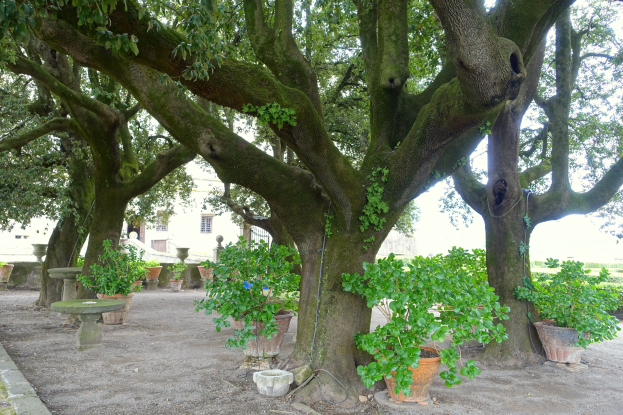 Großer Baum in einem Park mit saftigem Gras, umgeben von Topfpflanzen und einem Gebäude im Hintergrund.