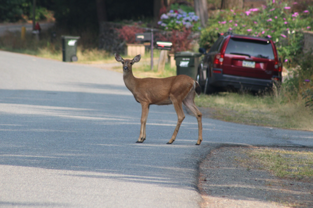 Ein Hirsch überquert eine Straße vor einem Haus, mit einem Auto auf der rechten Seite der Straße geparkt; Bäume, Pflanzen, Blumen und Mülltonnen sind im Hintergrund zu sehen.