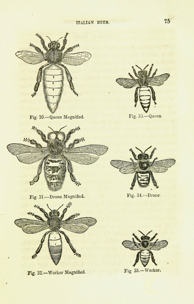 Eine Buchseite mit detaillierten Illustrationen verschiedener Bienenarten, jede mit einzigartigen Merkmalen, begleitet von beschreibendem Text über die Insekten und ihre Lebensräume.