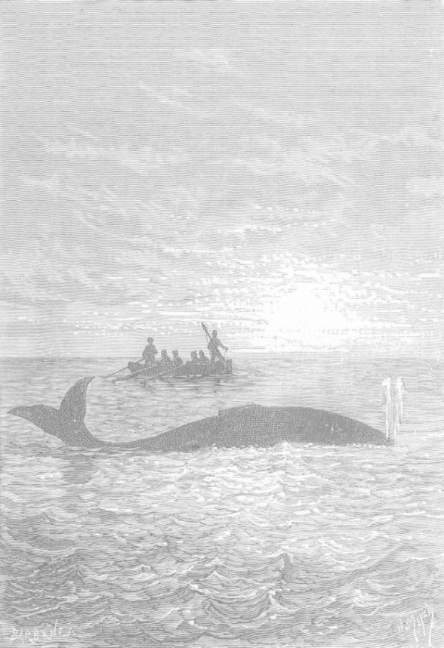 Schwarze und weiße Illustration eines Buckelwals, der im Meer schwimmt, mit einem Boot im Hintergrund, das mit Menschen gefüllt ist und unten mit "Humpback Whale by William Hogarth" beschriftet ist.