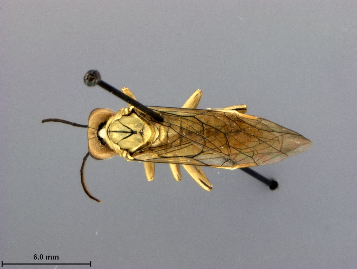 Nahaufnahme eines Pferdeticks auf einer grauen Oberfläche mit Text unten.