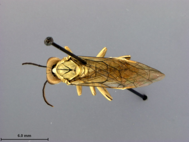 Nahaufnahme eines Pferdeticks auf einer grauen Oberfläche mit Text unten.