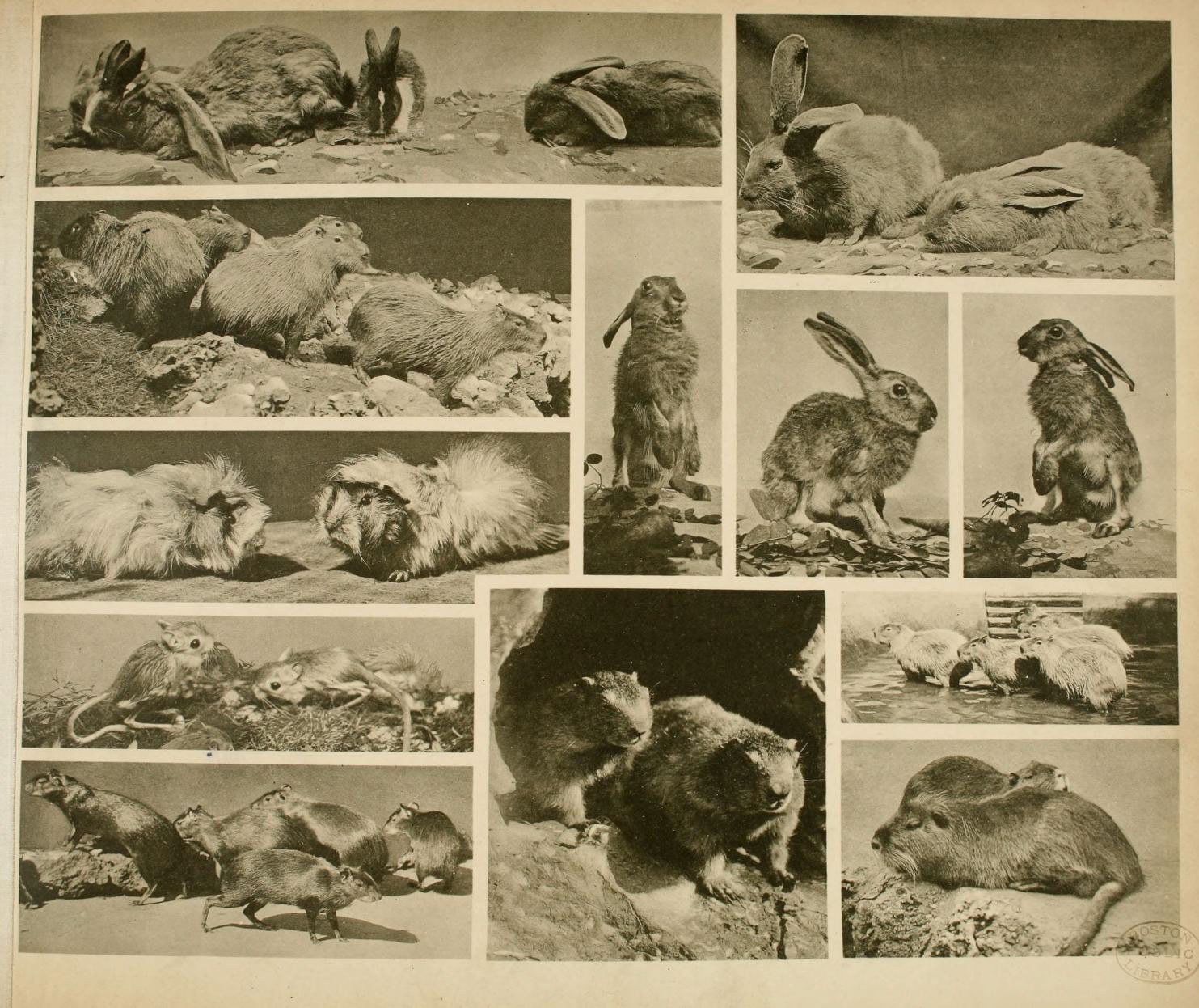 Collage aus illustrierten Kaninchen, Mäusen und anderen kleinen Tieren auf einer Buchseite mit begleitendem Text über ihre Lebensräume.