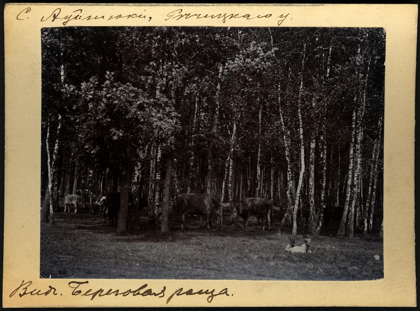 Schwarz-weißes Foto einer Herde von Kühen, die auf einer bewaldeten Fläche grasen, mit Bäumen und Text unten.