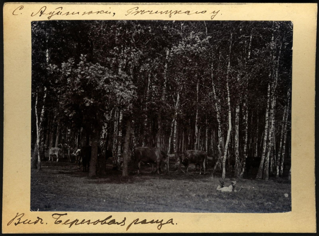 Schwarz-weißes Foto einer Herde von Kühen, die auf einer bewaldeten Fläche grasen, mit Bäumen und Text unten.