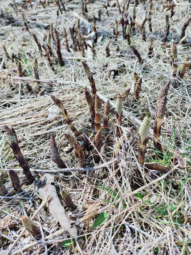 Ein Spargelfeld mit sichtbaren Stangen, die zwischen trockenem Gras und Blättern wachsen.